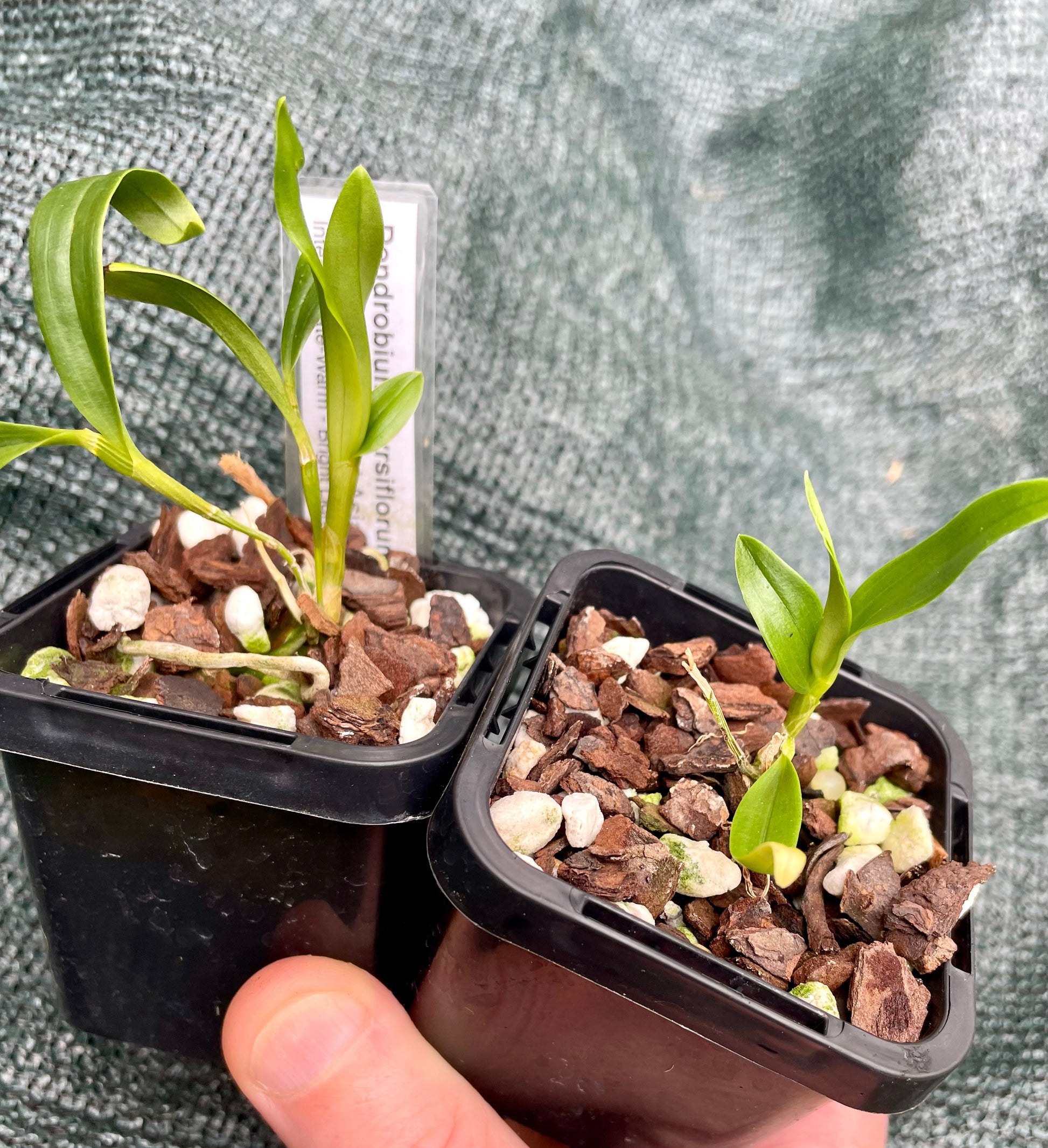 Dendrobium thyrsiflorum seedlings for sale in Australia