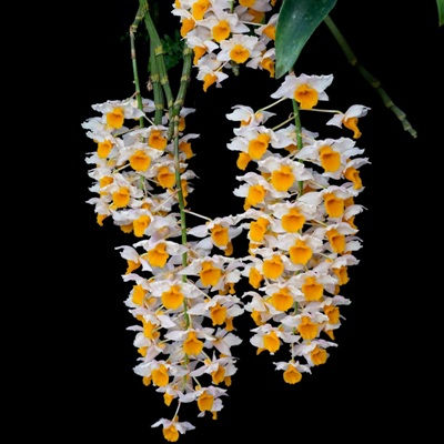 White and yellow orchid flowers on a black background