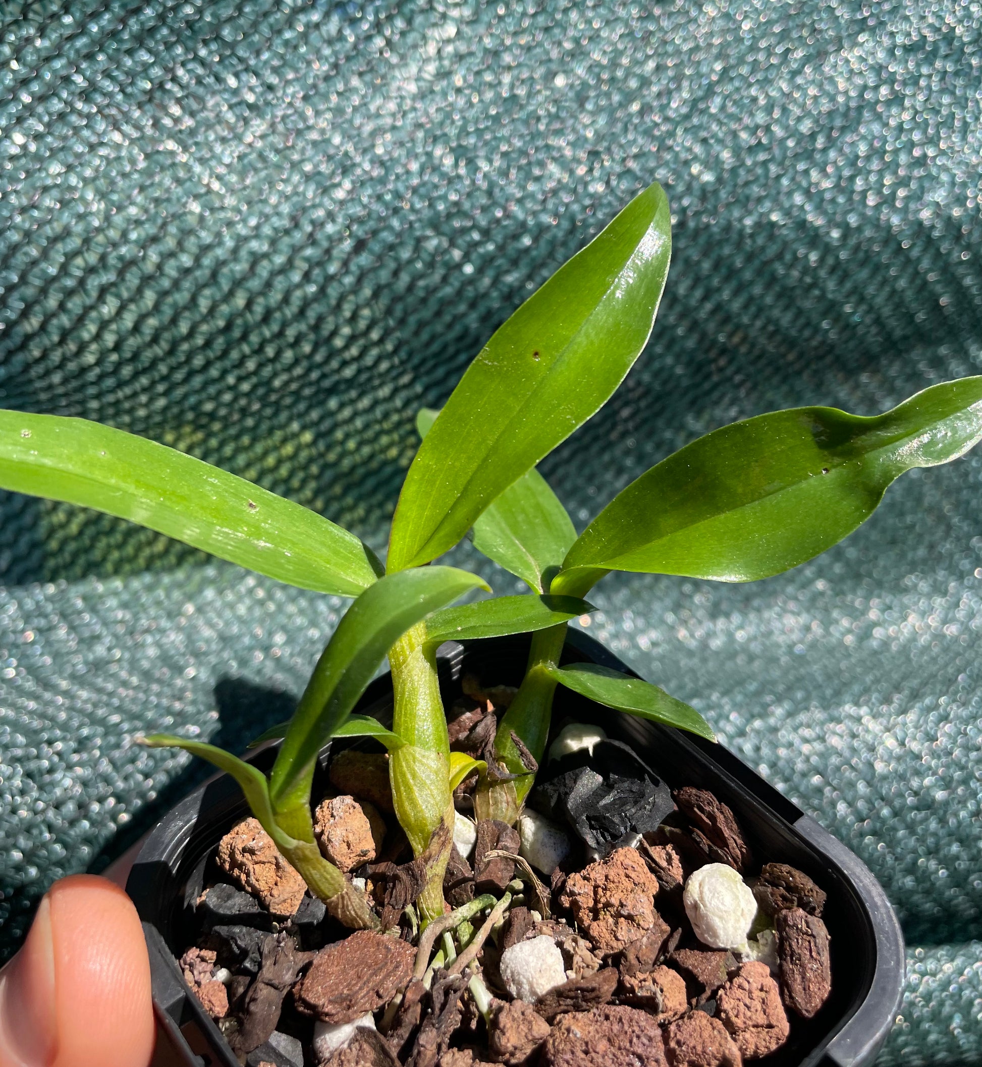 Orchid Dendrobium Hibiki clones for sale NSW Australia by DBN - Designs by Nature