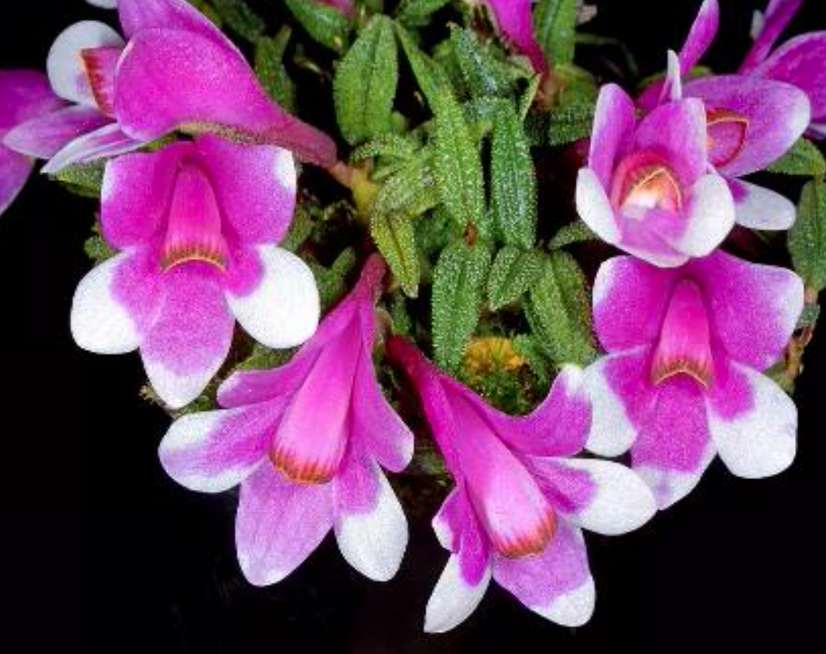 Dendrobium cuthbertsonii 