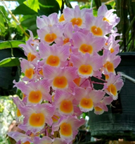Dendrobium farmeri - species - orchid