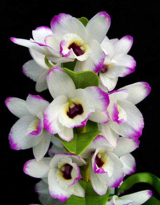 Dendrobium nobile Love Memory Fizz lovely white orchid with pink tips