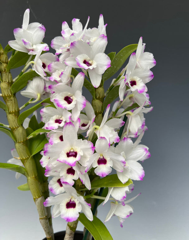 Dendrobium nobile Love Memory Fizz soft cane orchid with white and pink flowers