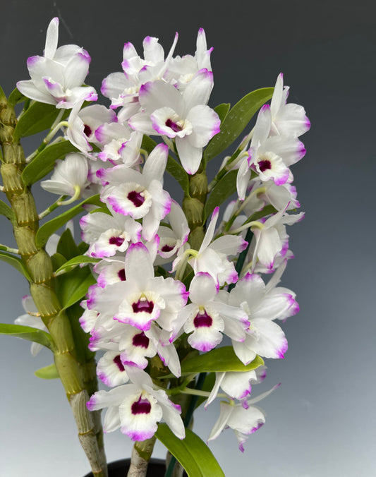 Dendrobium nobile Love Memory Fizz soft cane orchid with white and pink flowers