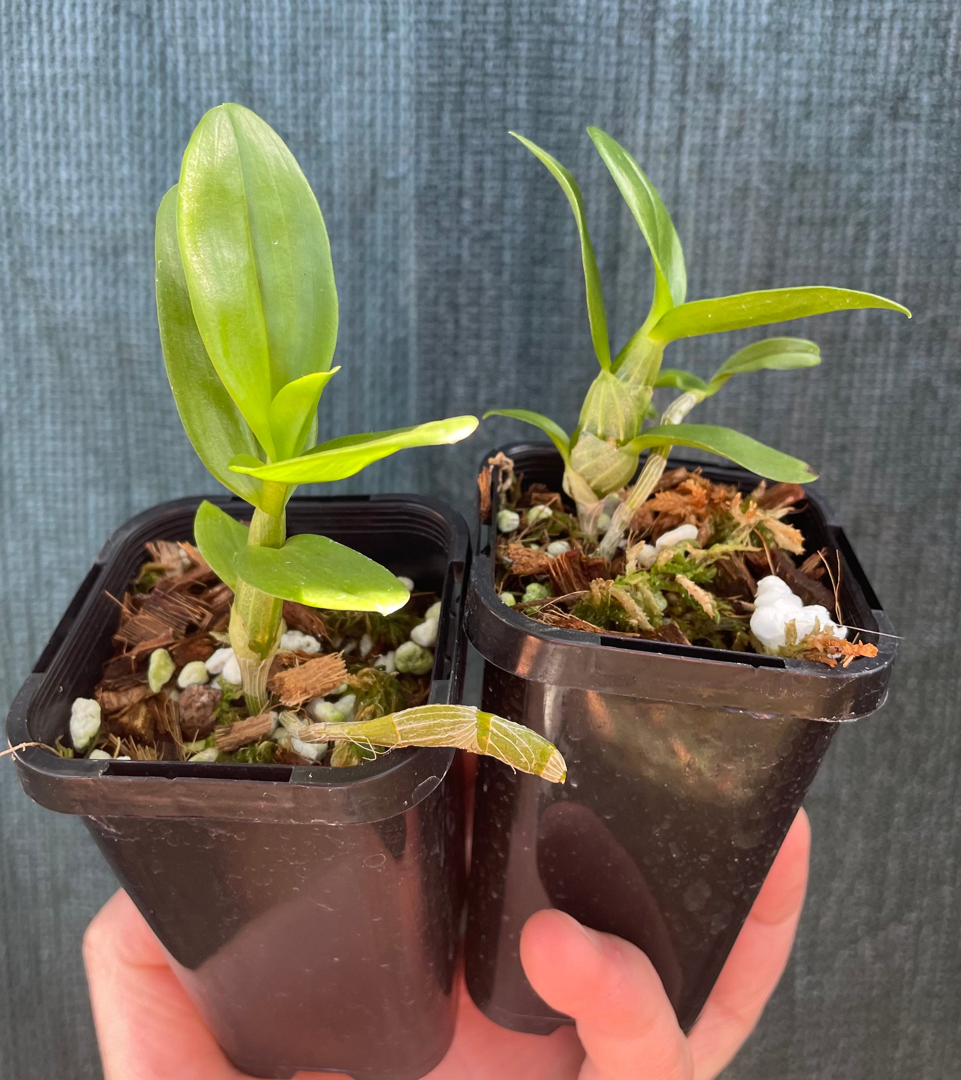 Dendrobium nobile Love Memory Fizz plantlets in 68mm pots available for purchase. Orchid seedlings for sale. Example of Dendrobium seedlings on offer