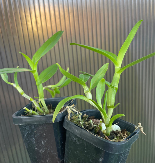 Plantlet example Dendrobium nobile for sale in Sydney NSW Spring Snow hybrid white flowers