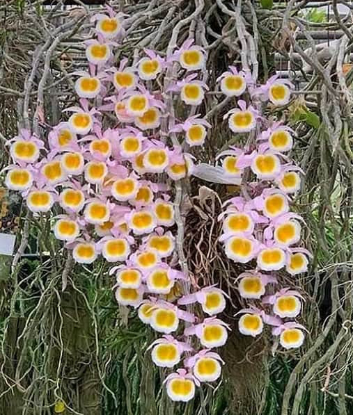 Dendrobium primulinum 'Laos' - species - orchid