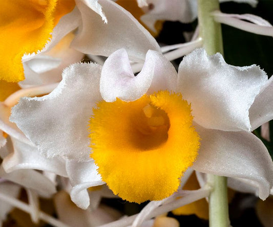 Close-up of a white and yellow orchid flower