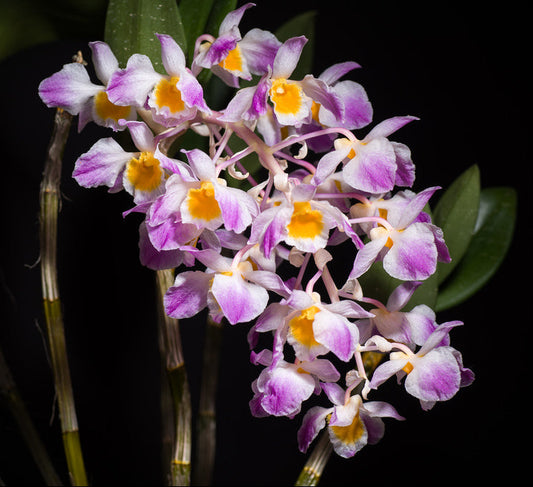 Dendrobium amabile - species - orchid