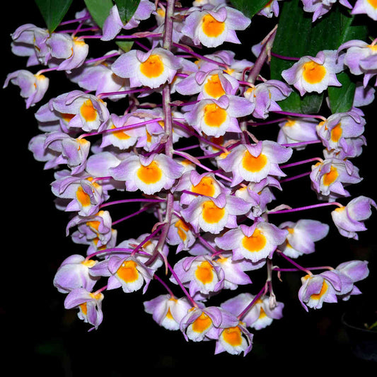 Dendrobium amabile - species - orchid