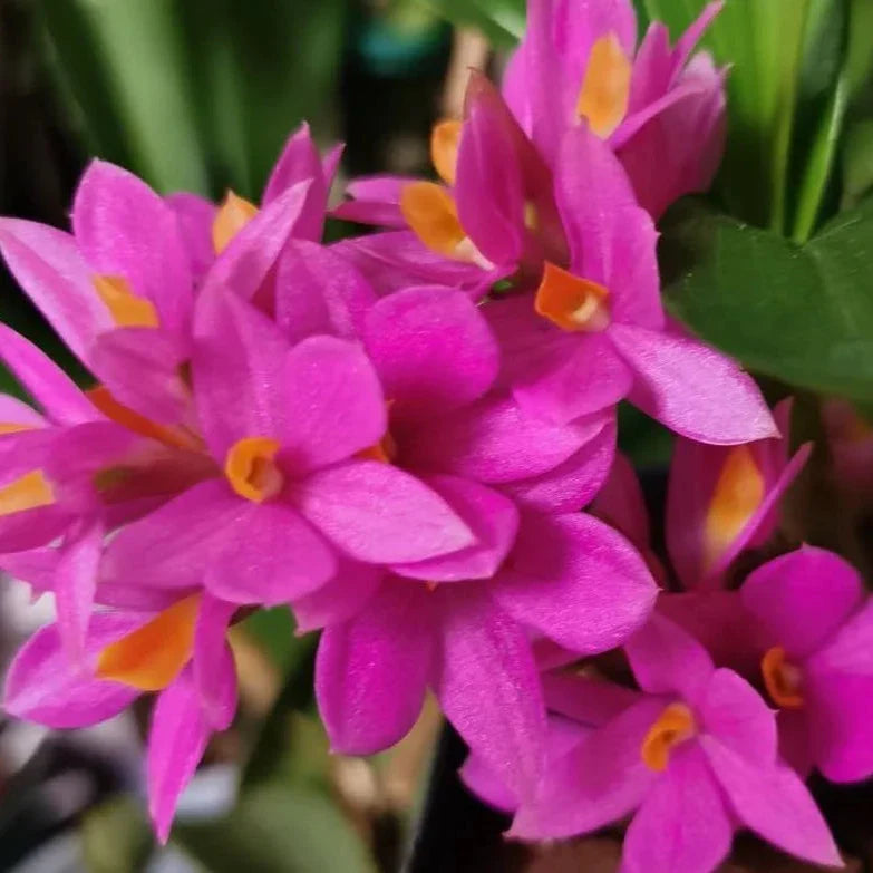 Dendrobium Hibiki - hybrid - orchid