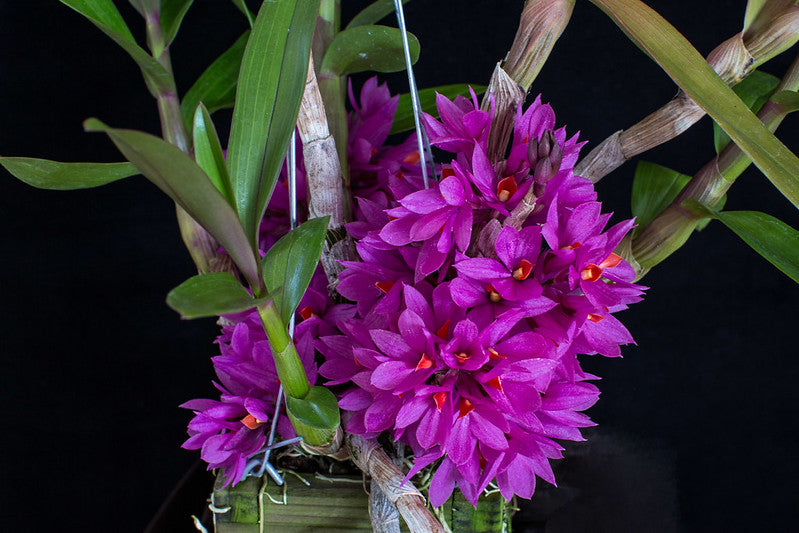 Dendrobium Hibiki - hybrid - orchid