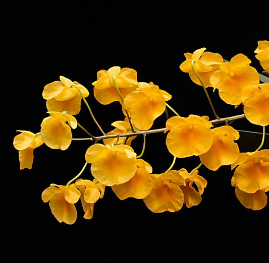 Dendrobium lindleyi - species - orchid