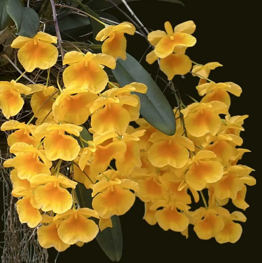 Dendrobium lindleyi - species - orchid