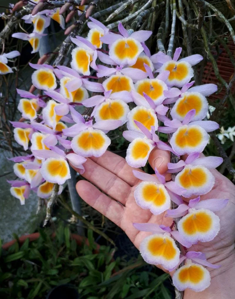 Dendrobium primulinum 'Laos' - species - orchid