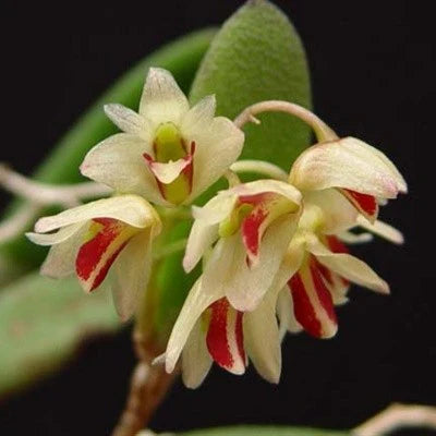 Dendrobium rigidum - species - orchid