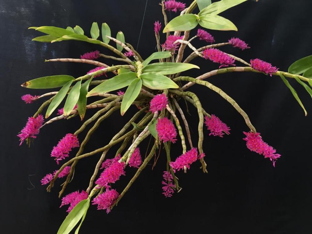 Dendrobium secundum - species - orchid