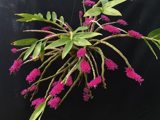 Dendrobium secundum - species - orchid