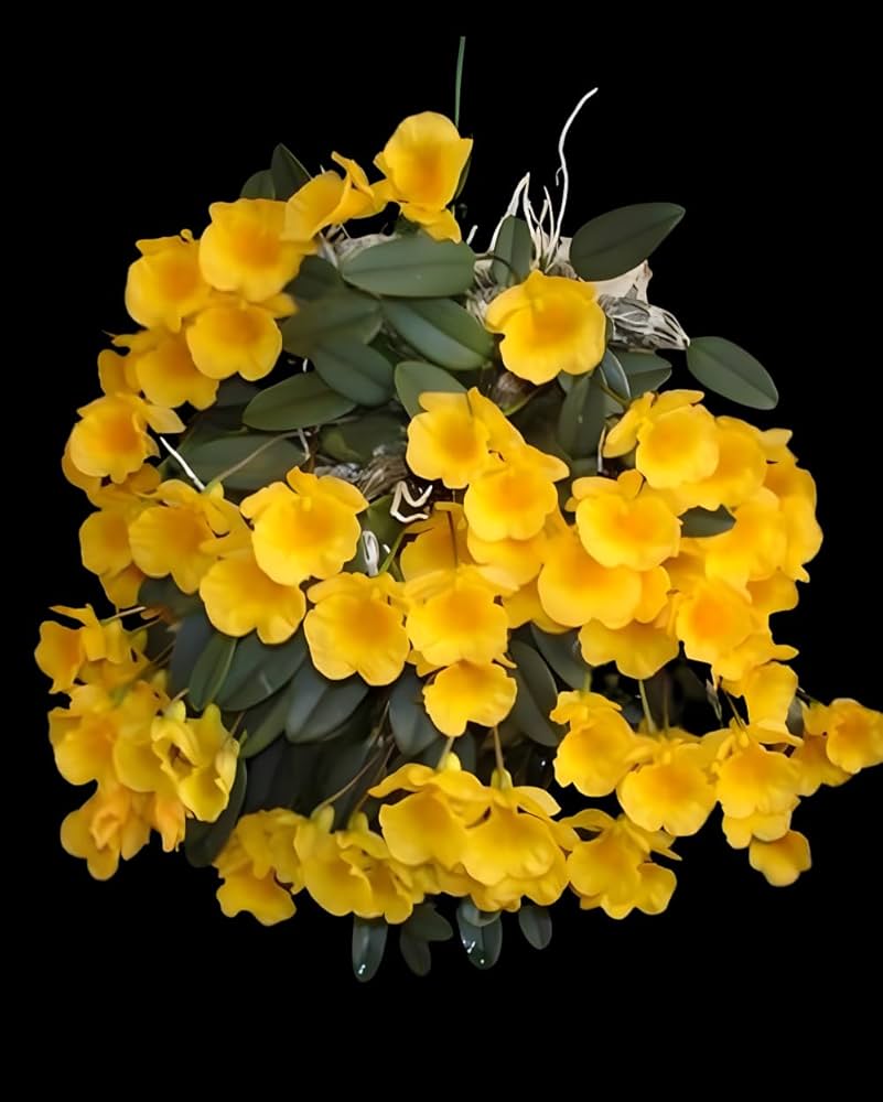 Dendrobium jenkinsii - species - orchid