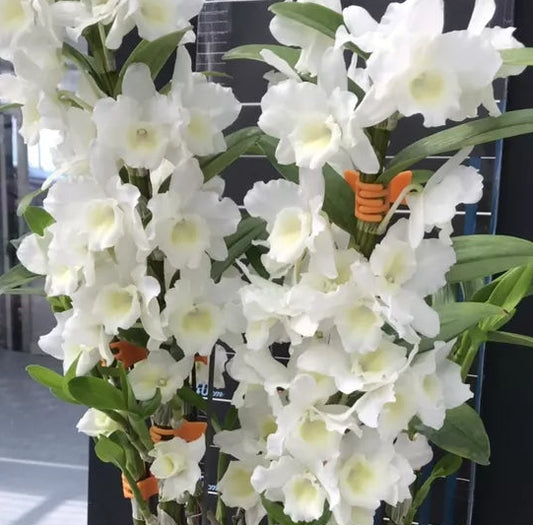 Soft cane Dendrobium nobile Spring Snow hybrid white flowers