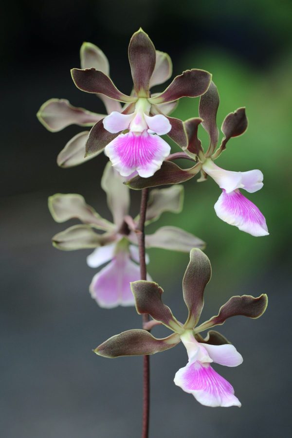 Encyclia randii - species - orchid