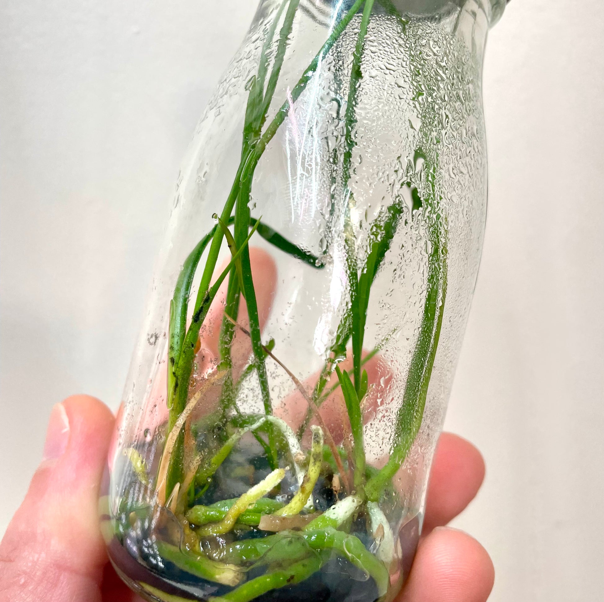 Encyclia cyperifolia micro hobby flask of 5 plants available for sale in australia