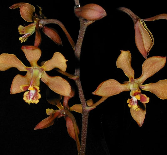 Encyclia diota - species - orchid
