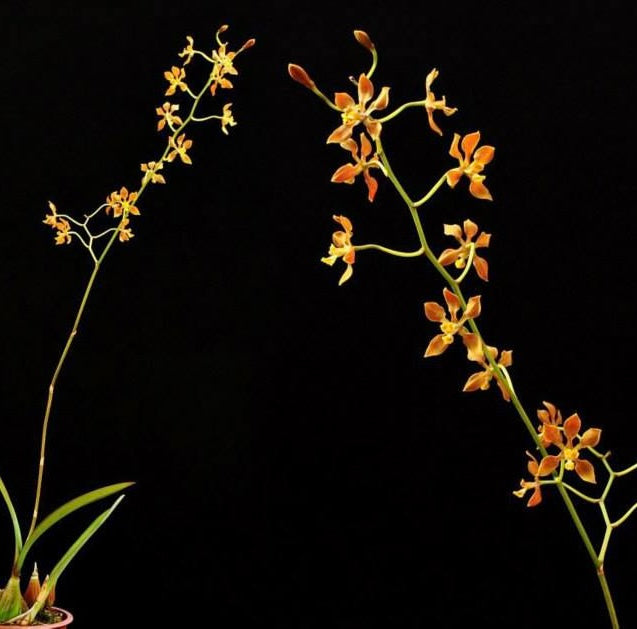 Encyclia diota - species - orchid