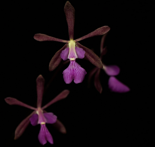 Encyclia moebusii x sib