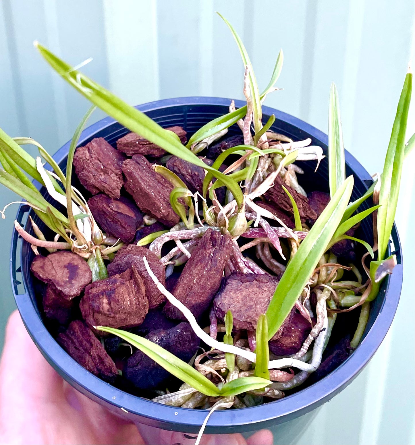 Encyclia phoenicea seedling community pot (compot) 5 plants for sale Australia
