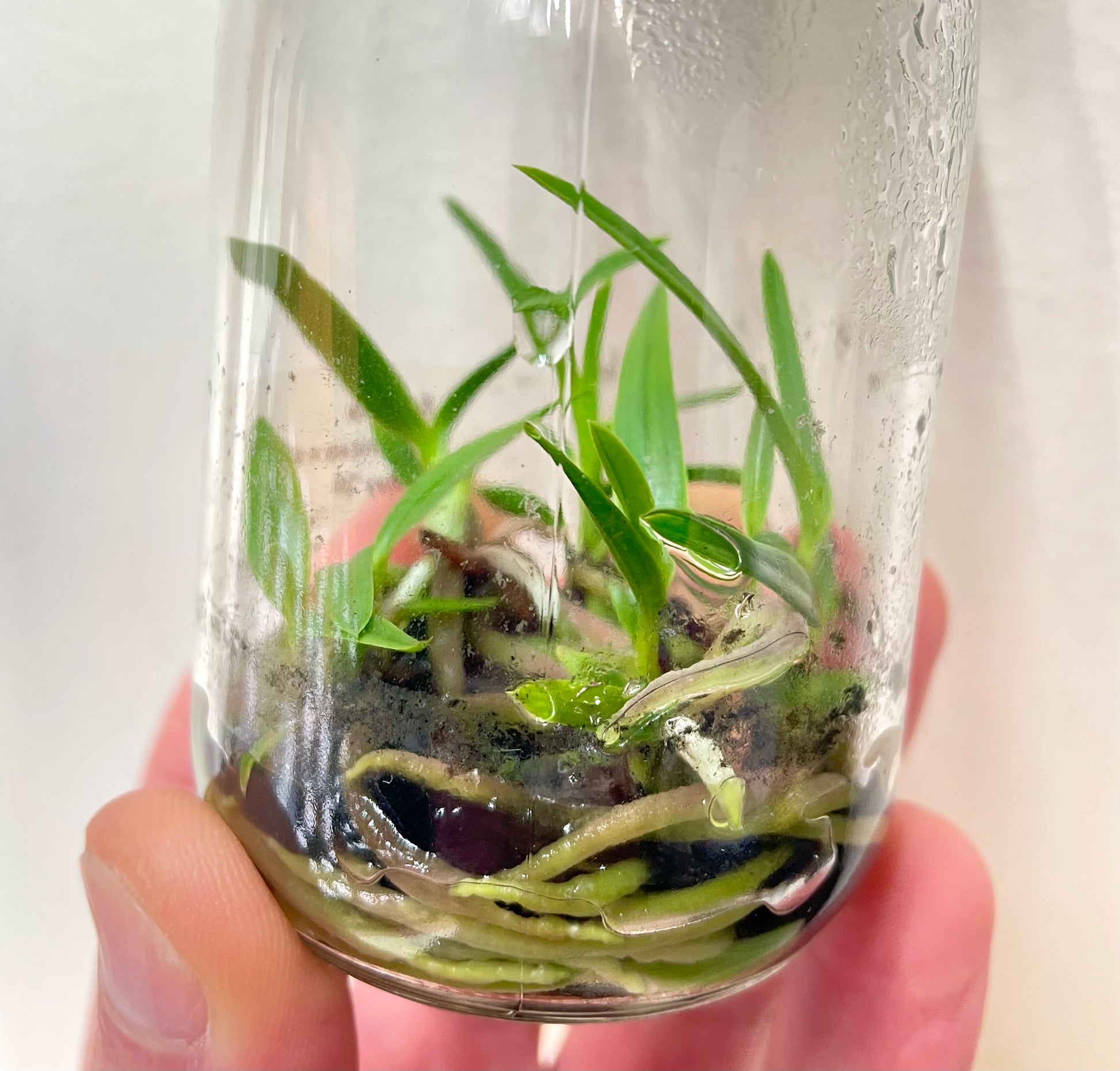 Encyclia phoenicea mini hibby flask 5 plants for sale Australia