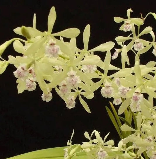 Encyclia profusa - species - orchid