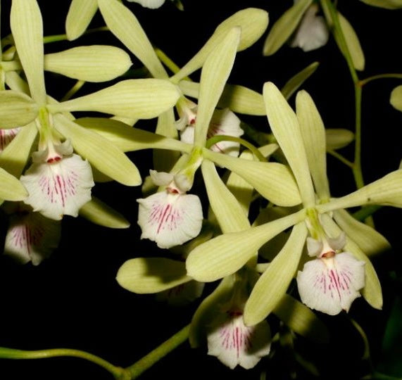 Encyclia profusa - species - orchid