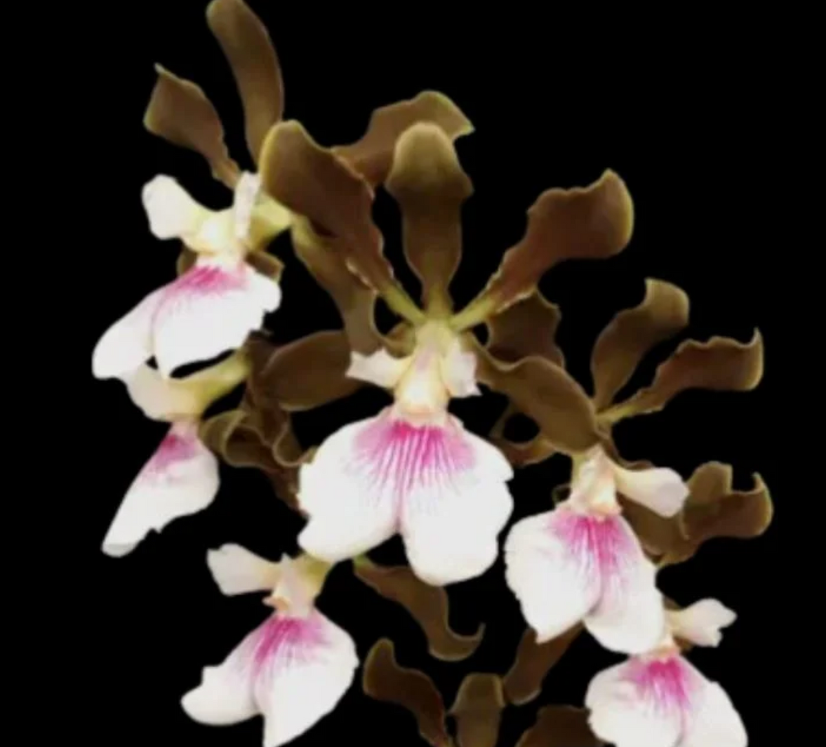 Encyclia randii - species - orchid