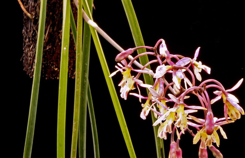 Encyclia cyperifolia - species - orchid