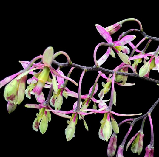 Encyclia cyperifolia - species - orchid