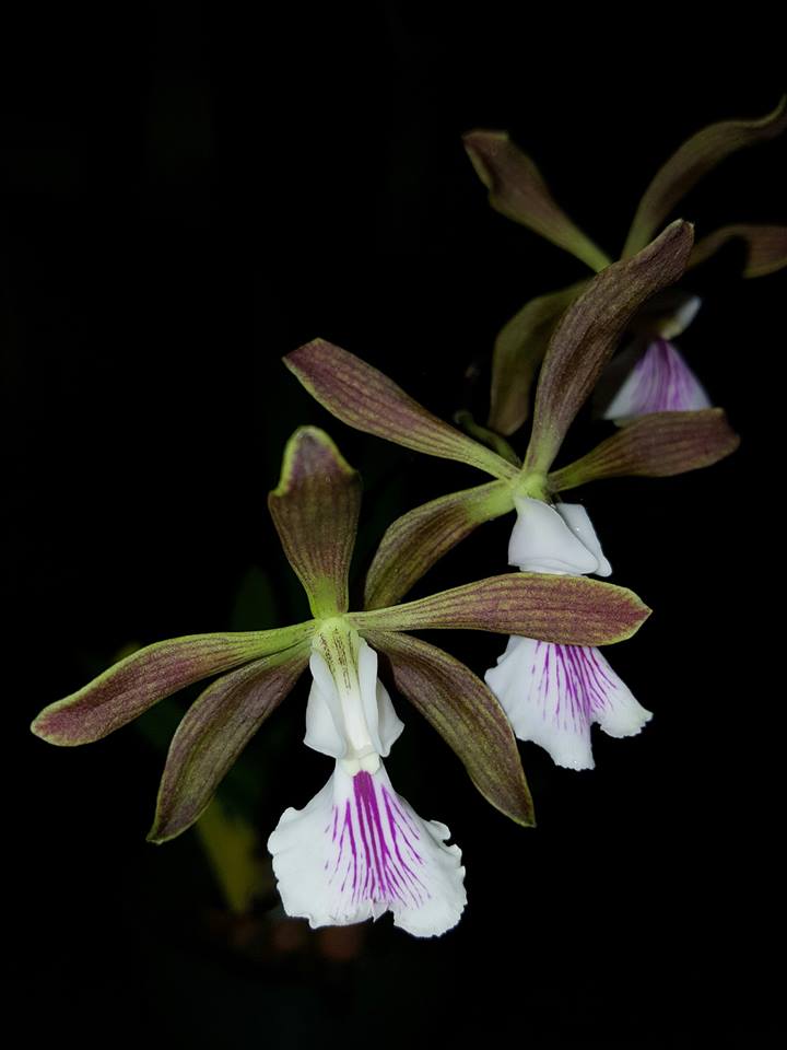 Encyclia pyriformis - species - orchid