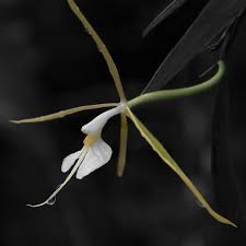 Epidendrum nocturnum - species - orchid