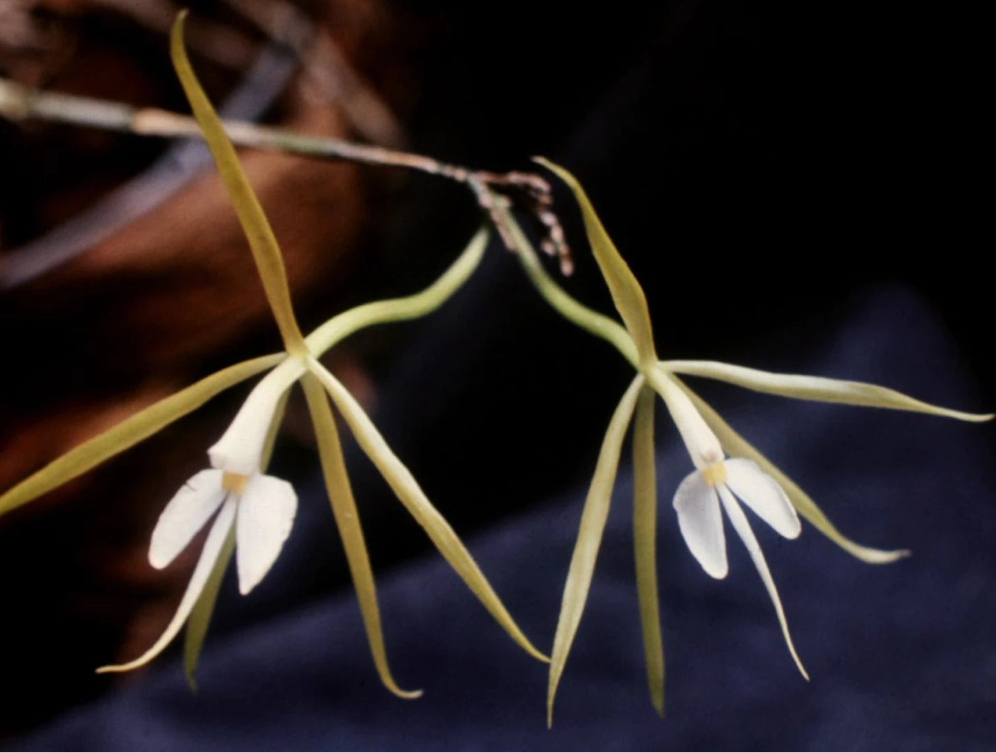 Epidendrum nocturnum - species - orchid