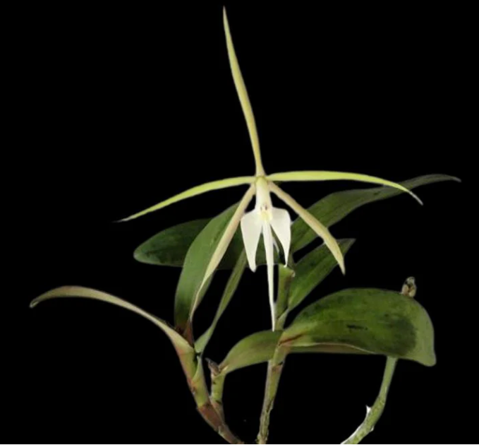 Epidendrum nocturnum - species - orchid