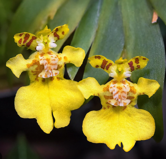 Two yellow flowers of Erycina pusilla orchid with brown spots on a green leaf background