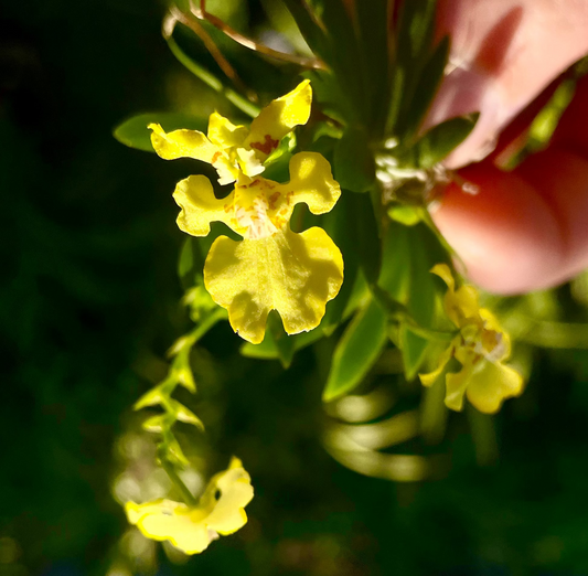 Close-up of Erycina pusilla, held by a hand against a blurred background.
