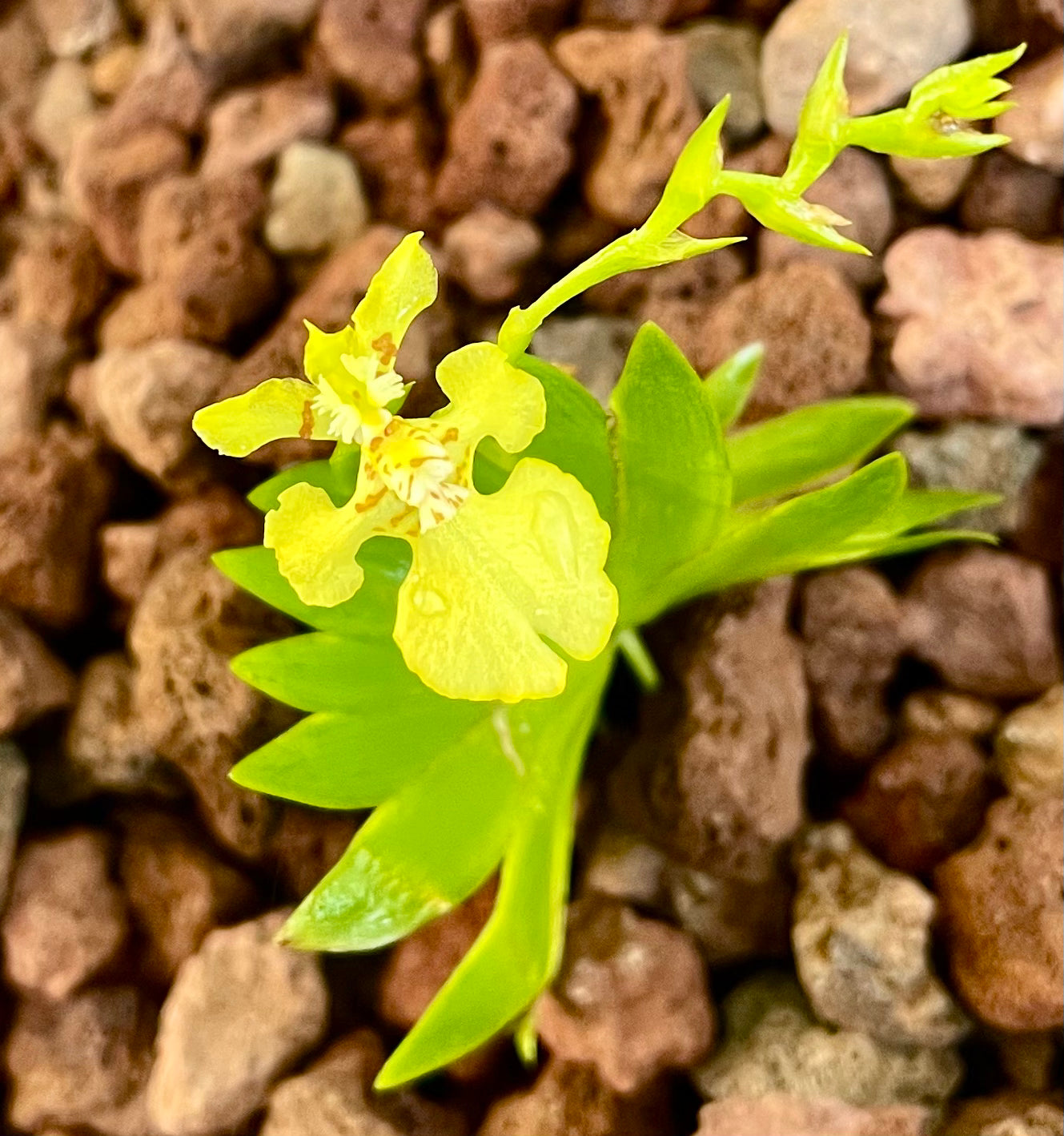 Erycina pusilla miniature orchid