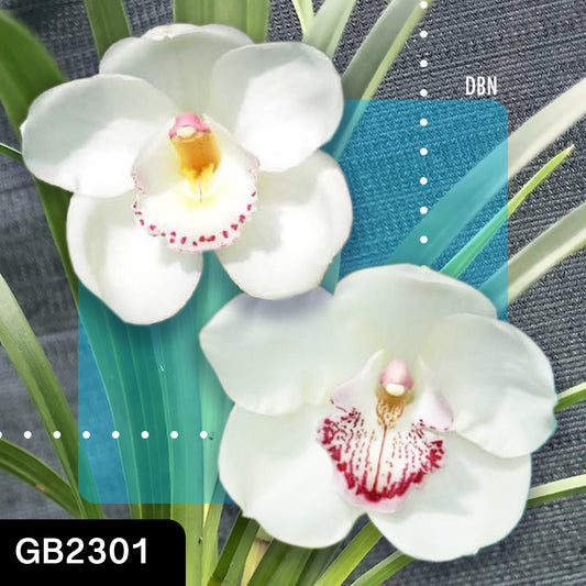 Cymbidium Angel Era ‘Maiden’ x Charismatic Pearl ‘Noni’ cross by Greg Bryant