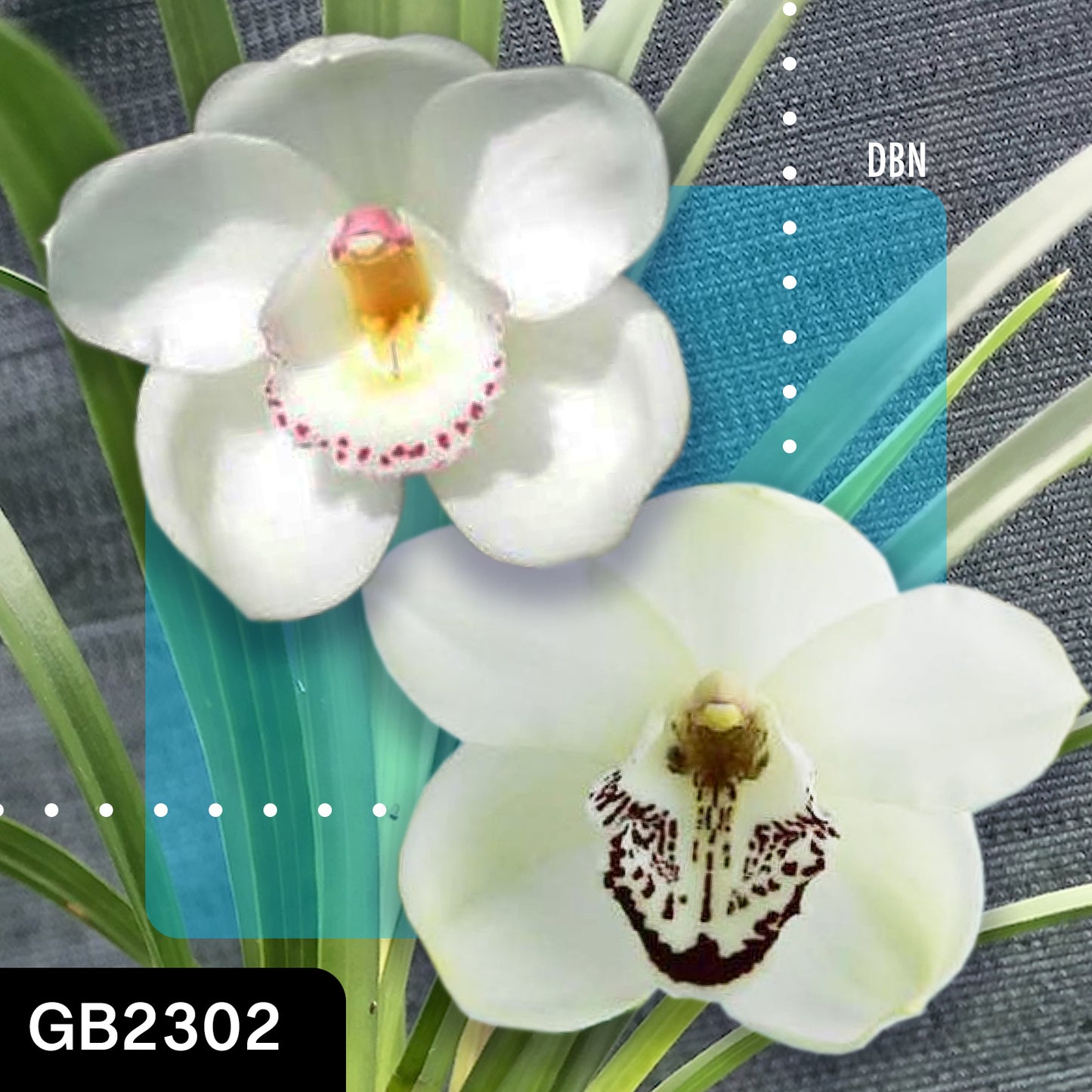 Cymbidium Angel Era ‘Maiden’ x Cronulla Pearl ‘X’ cross by Greg Bryant