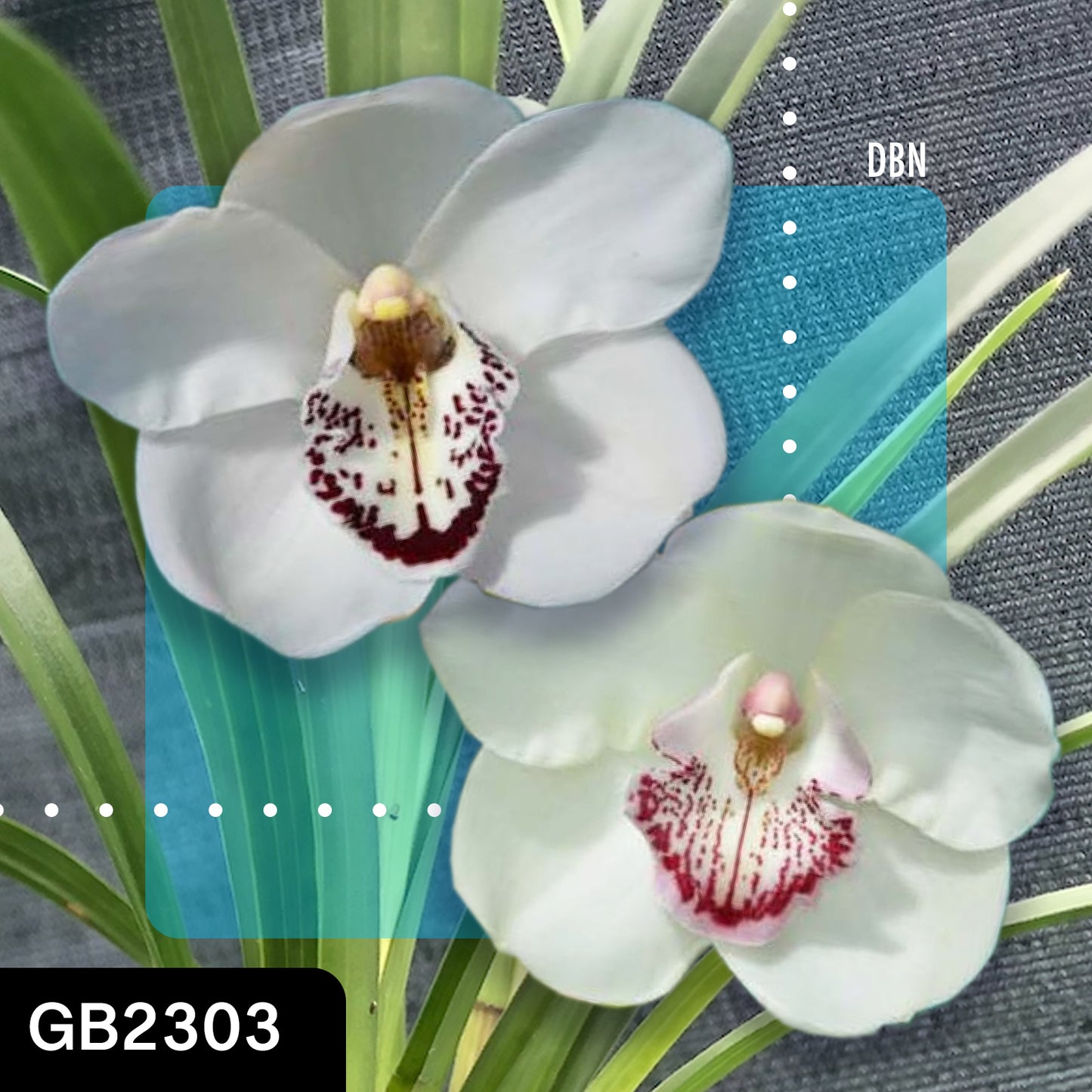Cymbidium Cronulla Pearl ‘Zed’ x Charismatic Pearl ‘Noni’ cross by Greg Bryant