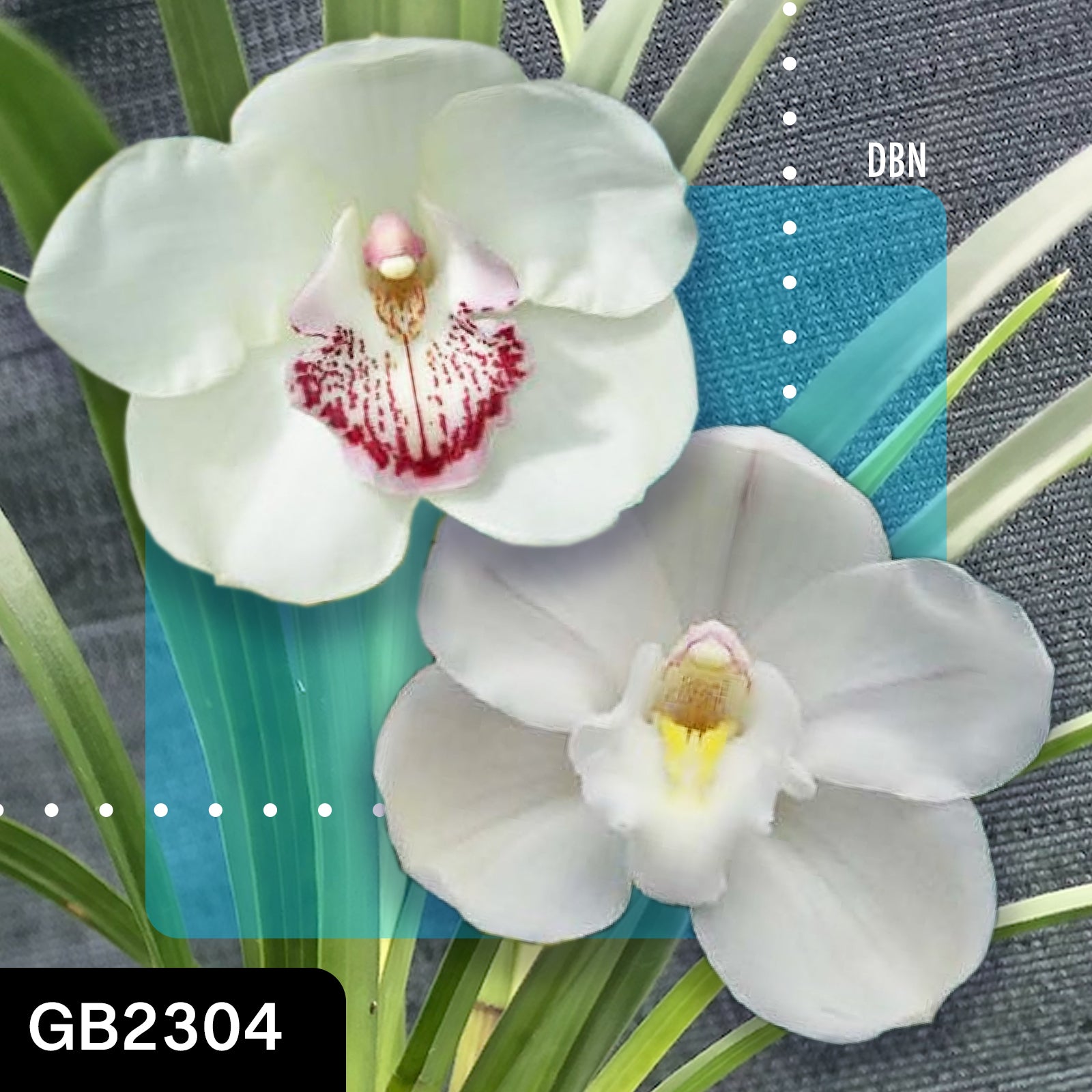Cymbidium Charismatic Pearl ‘Noni’ x Mythic Creation ‘Glory’ cross by Greg Bryant