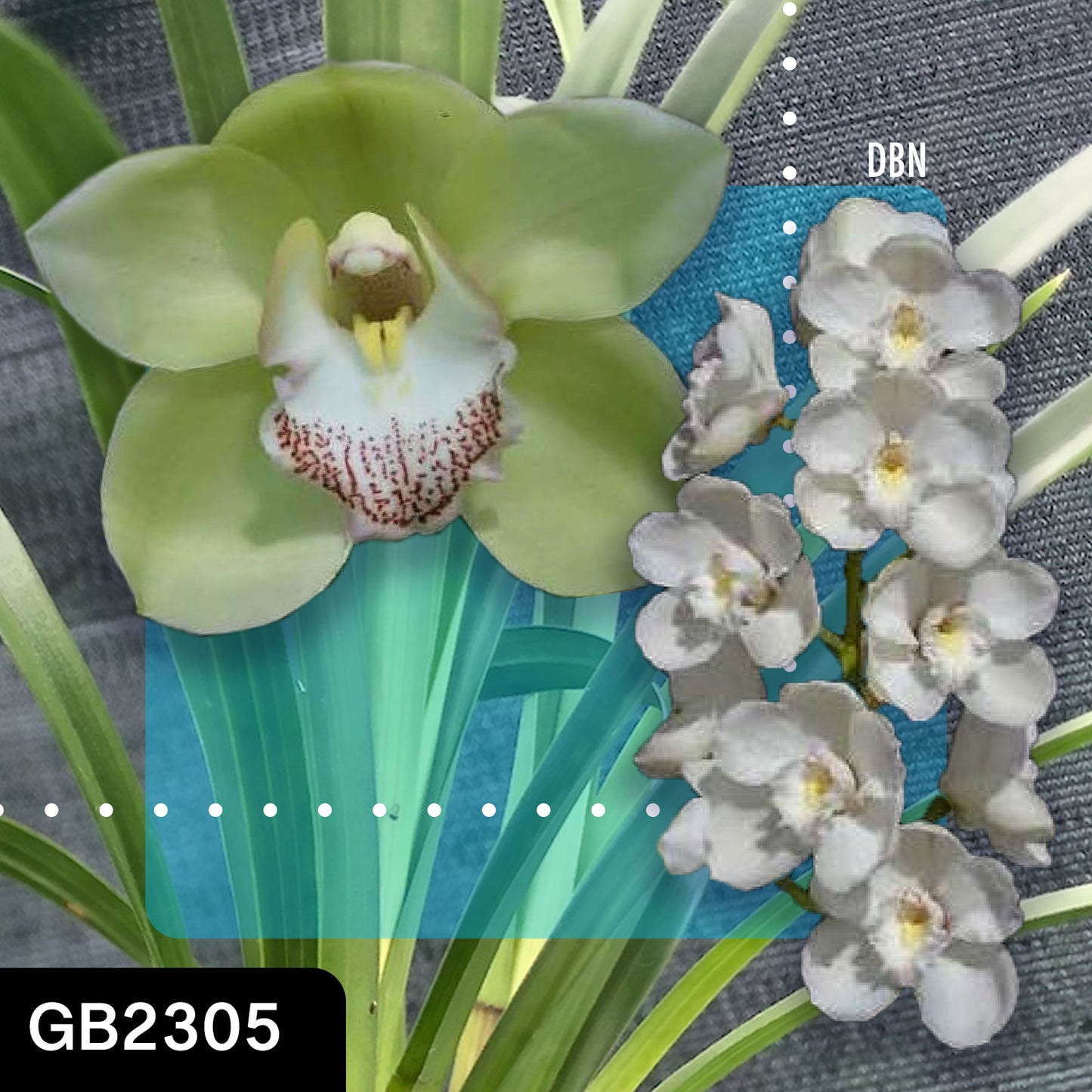 Cymbidium hybrid - Orchid - Greg Bryant Crosses 68mm Pot Seedlings 2nd Growth