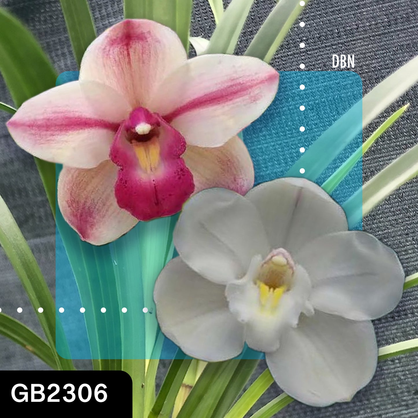 Cymbidium hybrid - Orchid - Greg Bryant Crosses 68mm Pot Seedlings 2nd Growth