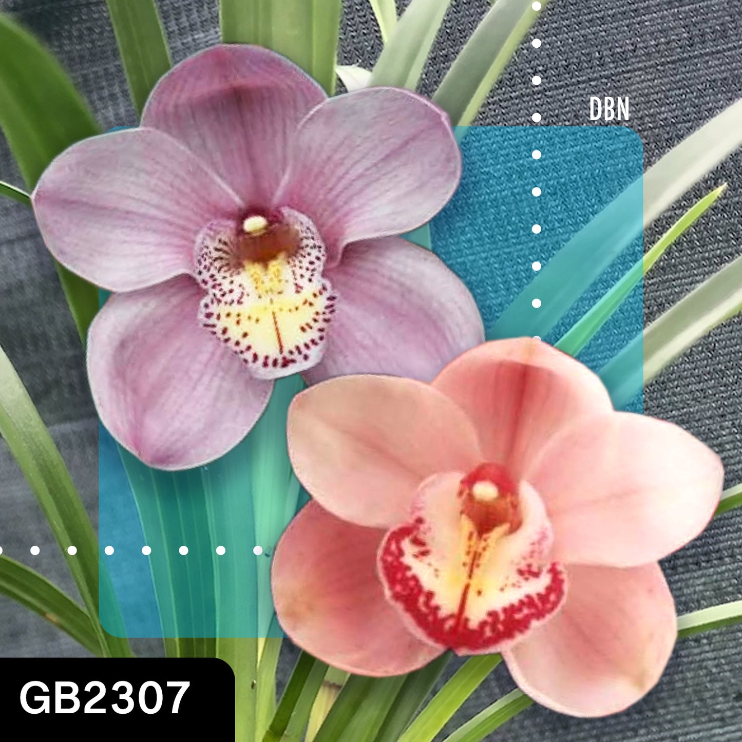 Cymbidium hybrid - Orchid - Greg Bryant Crosses 68mm Pot Seedlings 2nd Growth